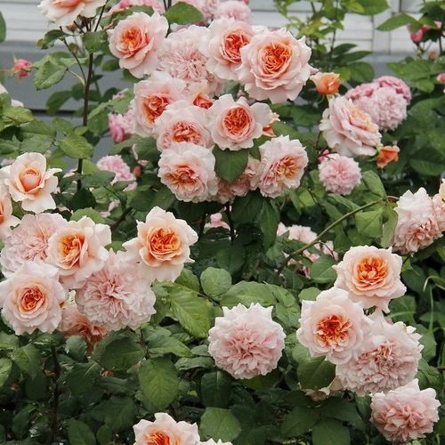 Lososová - Stromkové ruže,  kvety kvitnú v skupinkáchstromková ruža s kríkovitou tvarou koruny